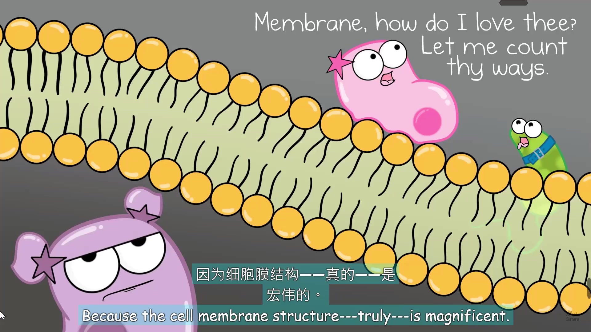 16insidethecellm细胞膜的各个部分