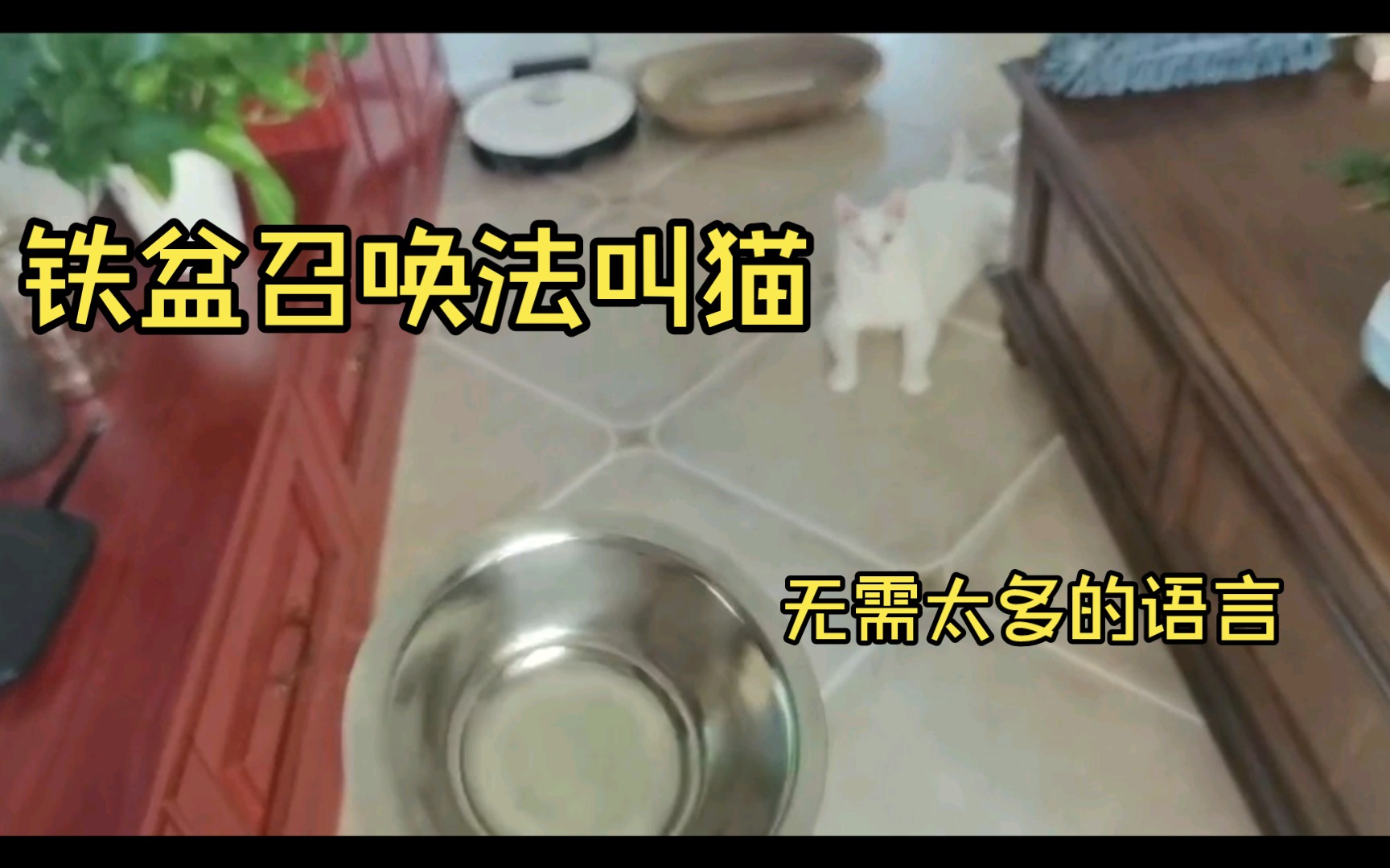 [图]【猫猫】快使用铁盆召唤法