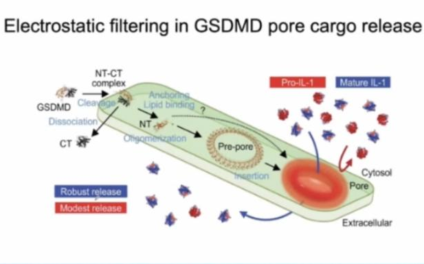 20210514哈佛大学吴皓Inflammasomes : unconventional protein secretion and ...哔哩哔哩bilibili