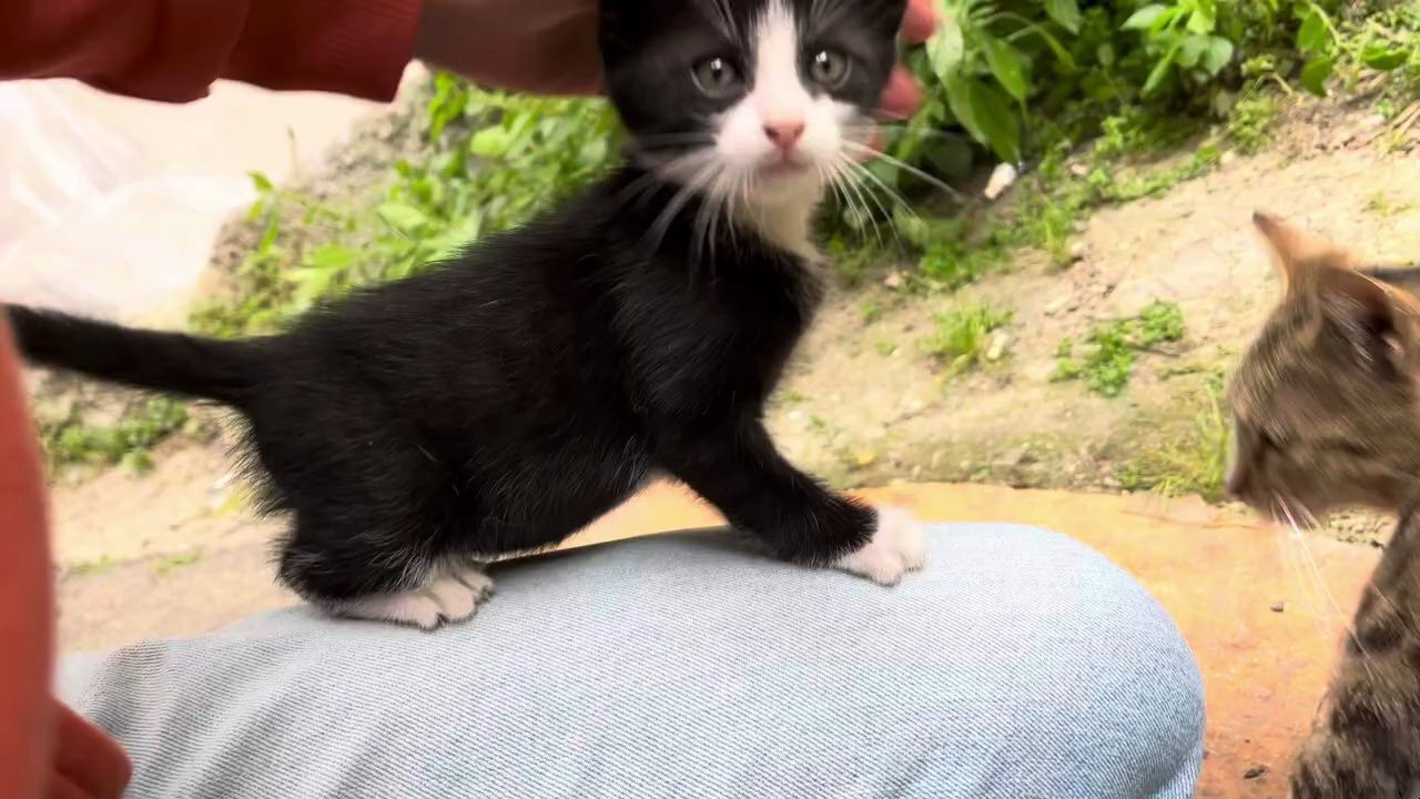 喂到一只小黑猫,戴白手套的噢