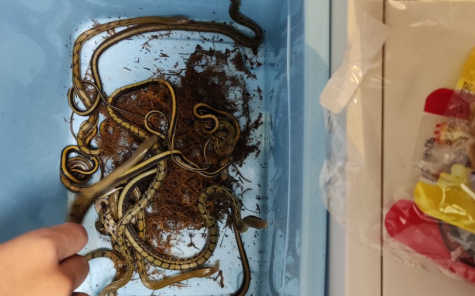 白嫖的十条黑眉锦蛇开箱,kc饿了15天第一次吃.