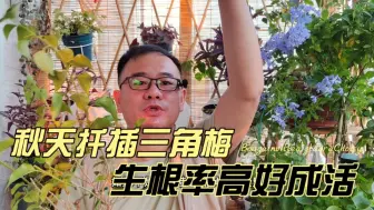 Download Video: 秋天正当时，简单扦插三角梅，生根快成活率高，得到好多小苗