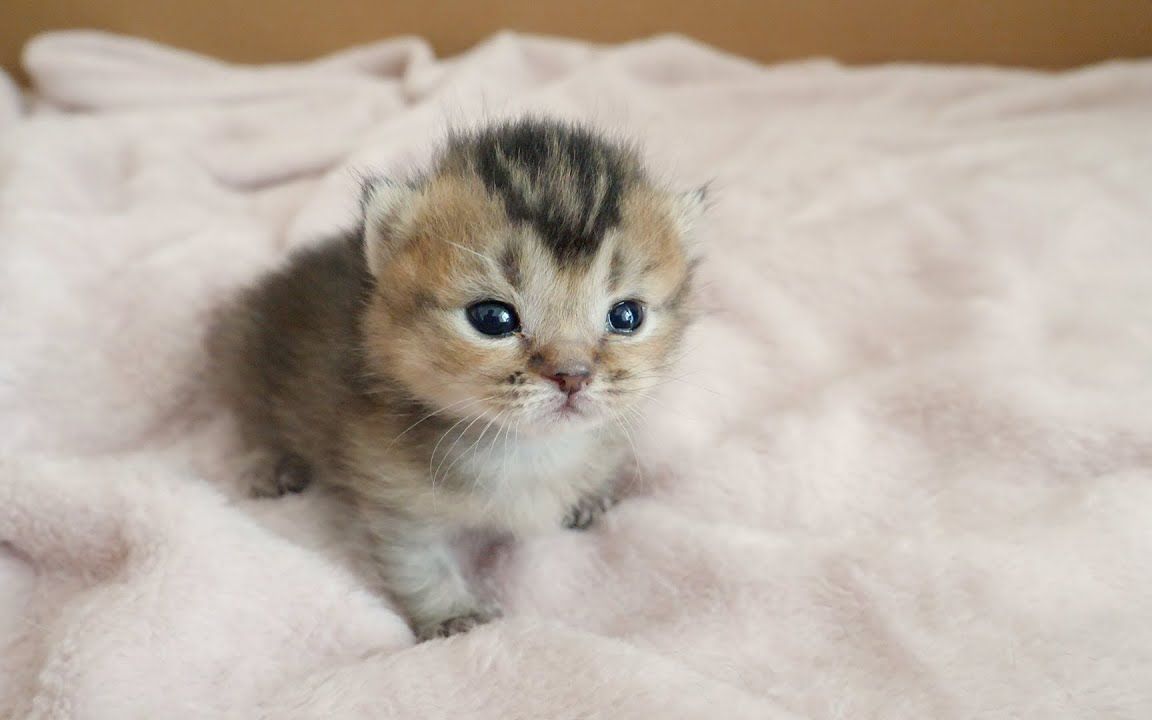 小小猫被妈妈叫醒了,一脸懵