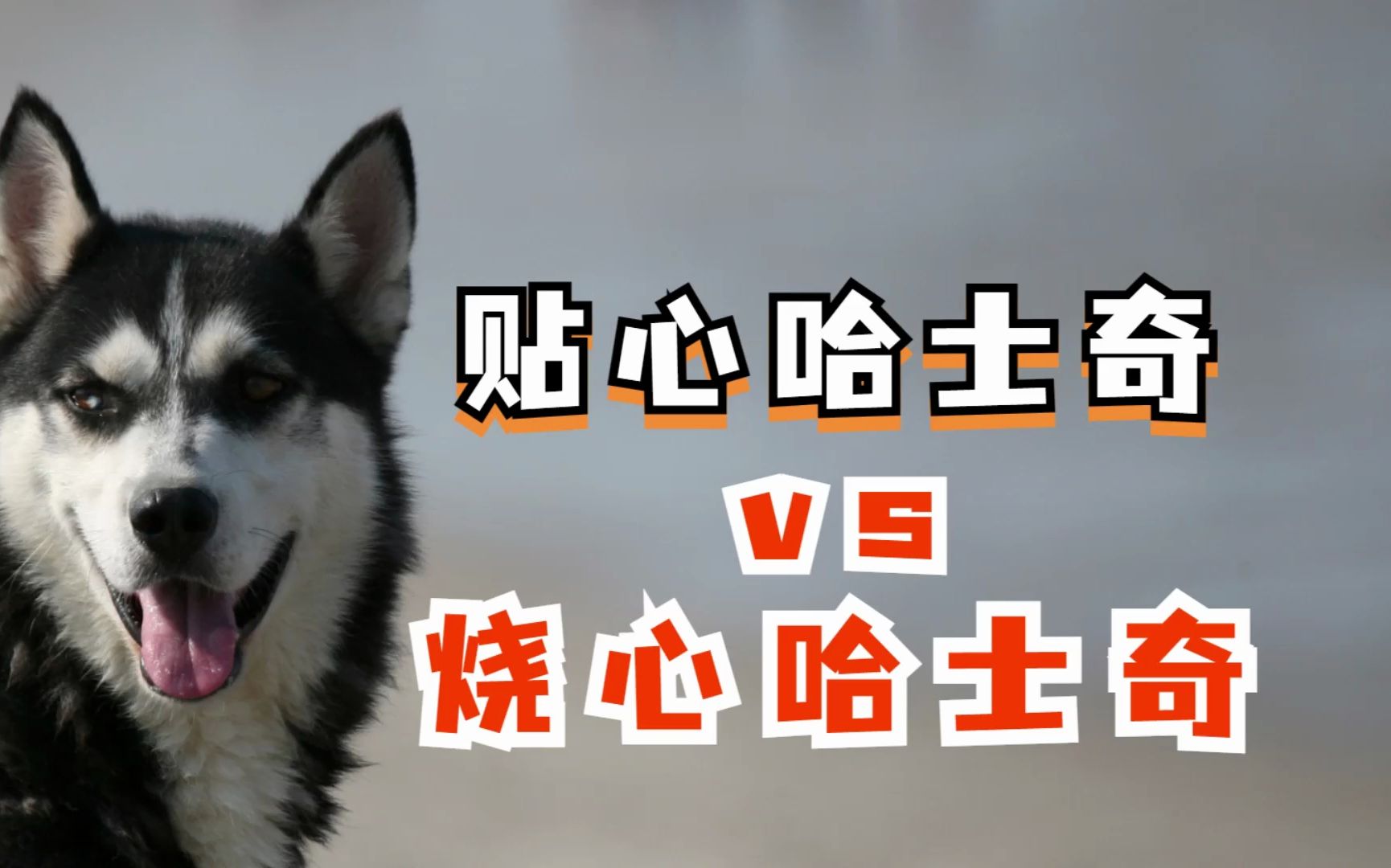 贴心,让主人省心的哈士奇一般都有怎样的表现呢?