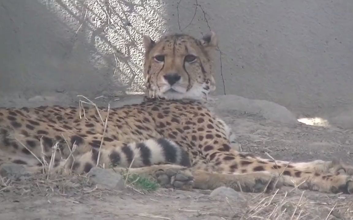 【猎豹】愁眉苦脸豹豹_哔哩哔哩_bilibili