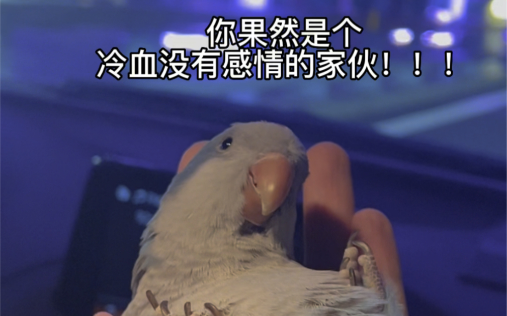 你果然是个冷血没有感情的鸟子