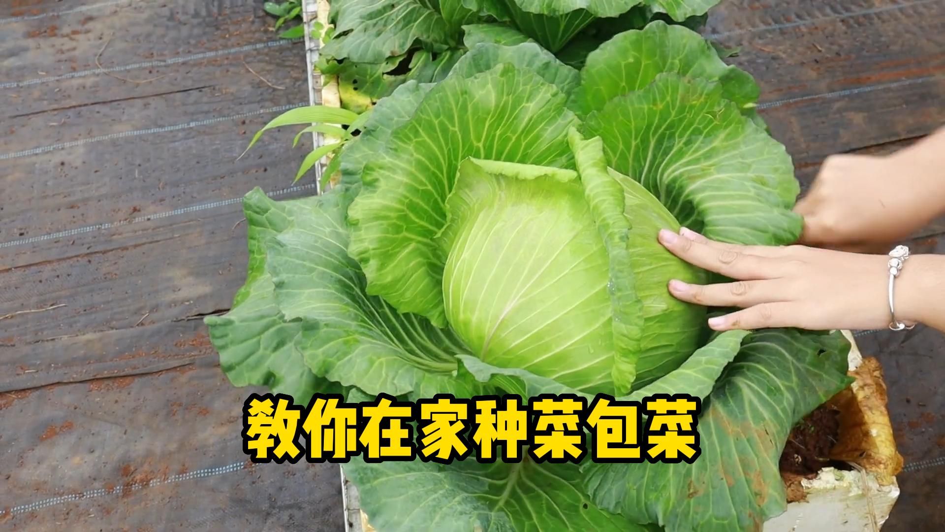 教你在阳台小院种植包菜,种出来的包菜又大又新鲜哔哩哔哩bilibili