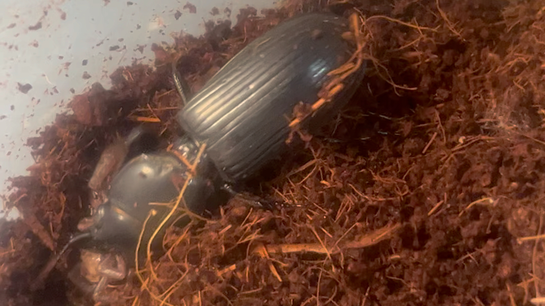 巨蝼步甲叼着林神异距蝎幼体散步