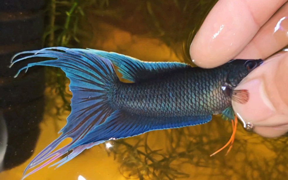 中国斗鱼改良品种之黑火焰2