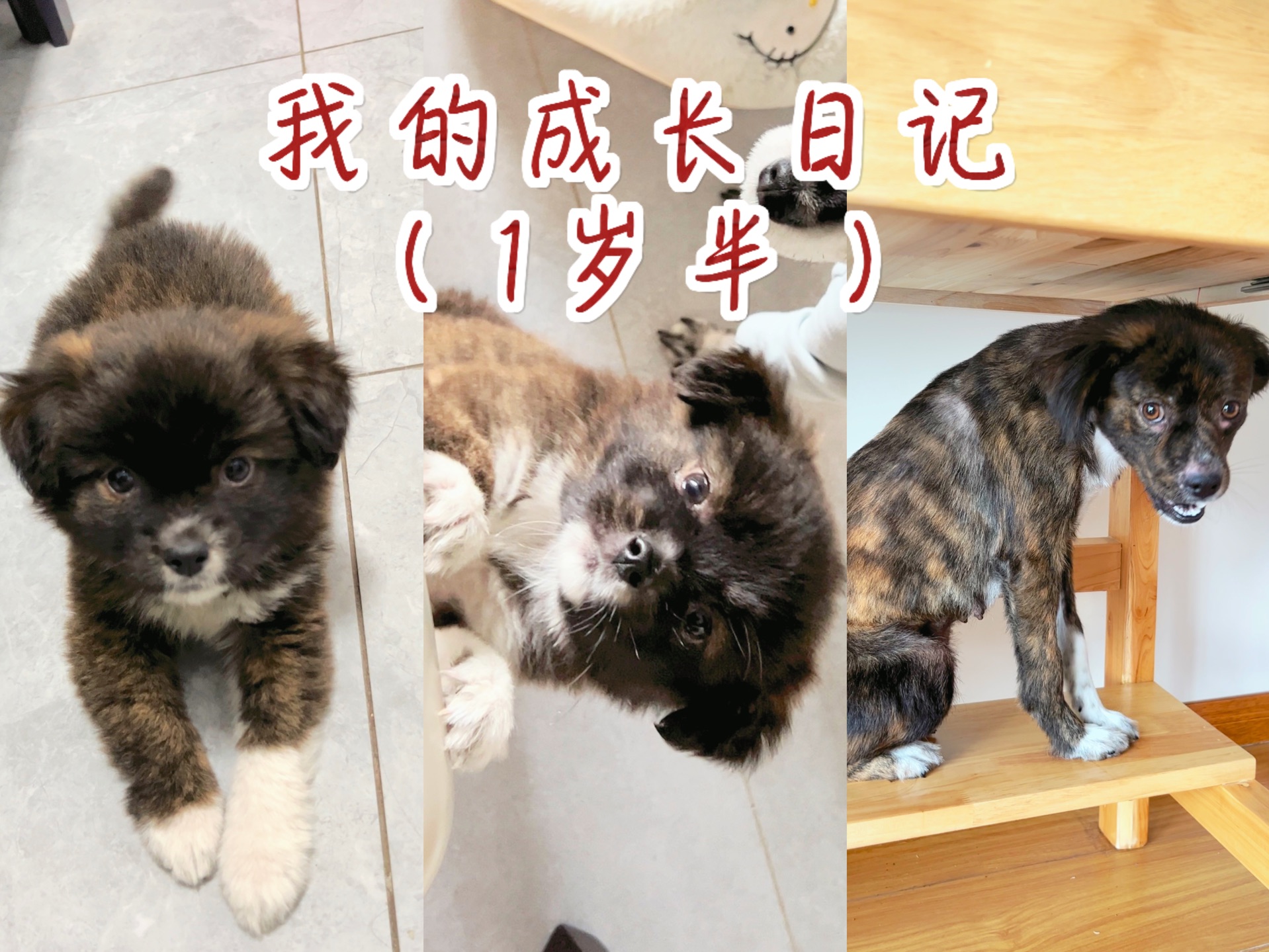 中华田园犬|小狗我呀快乐的成长日记(一岁多)