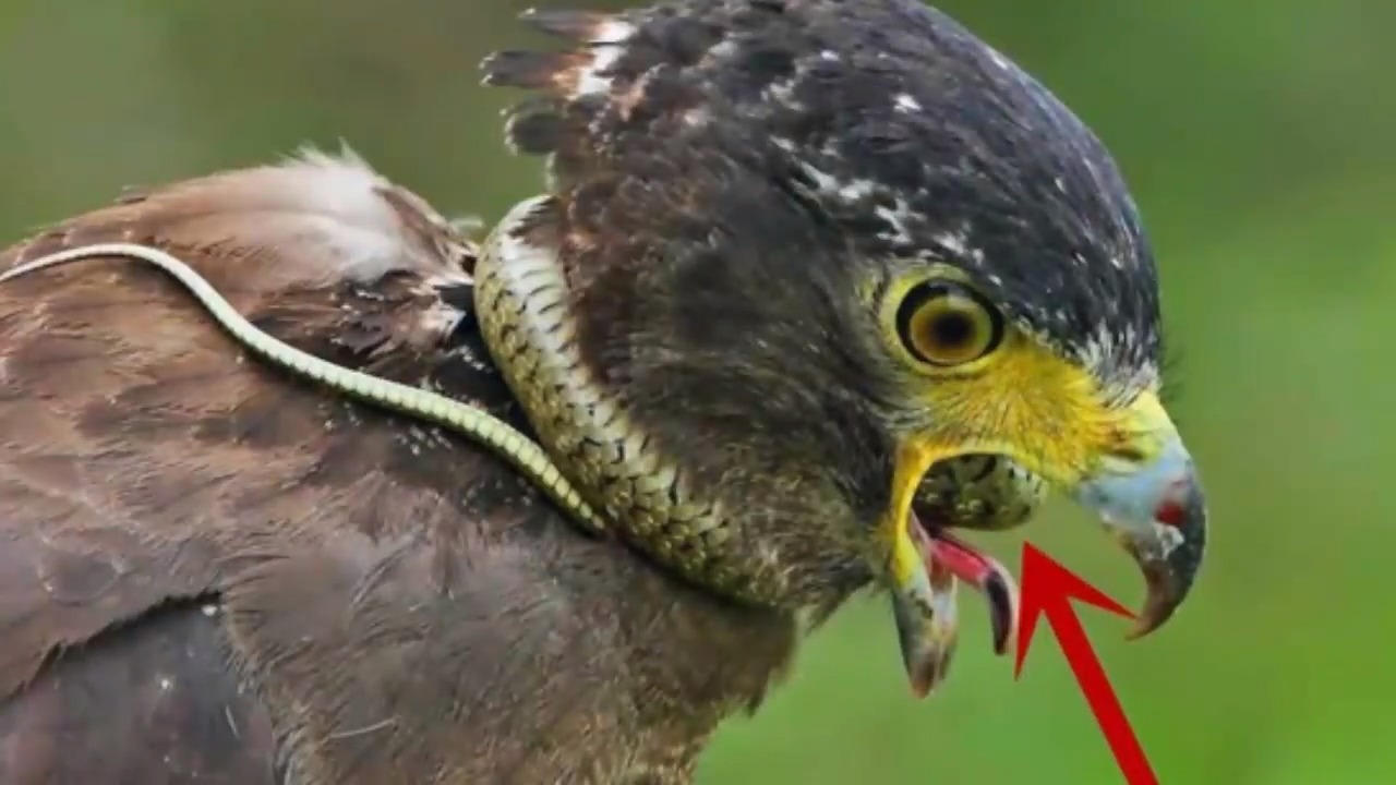 走鹃对阵剧毒响尾蛇,一招致命反复补刀,打斗画面被镜头拍下