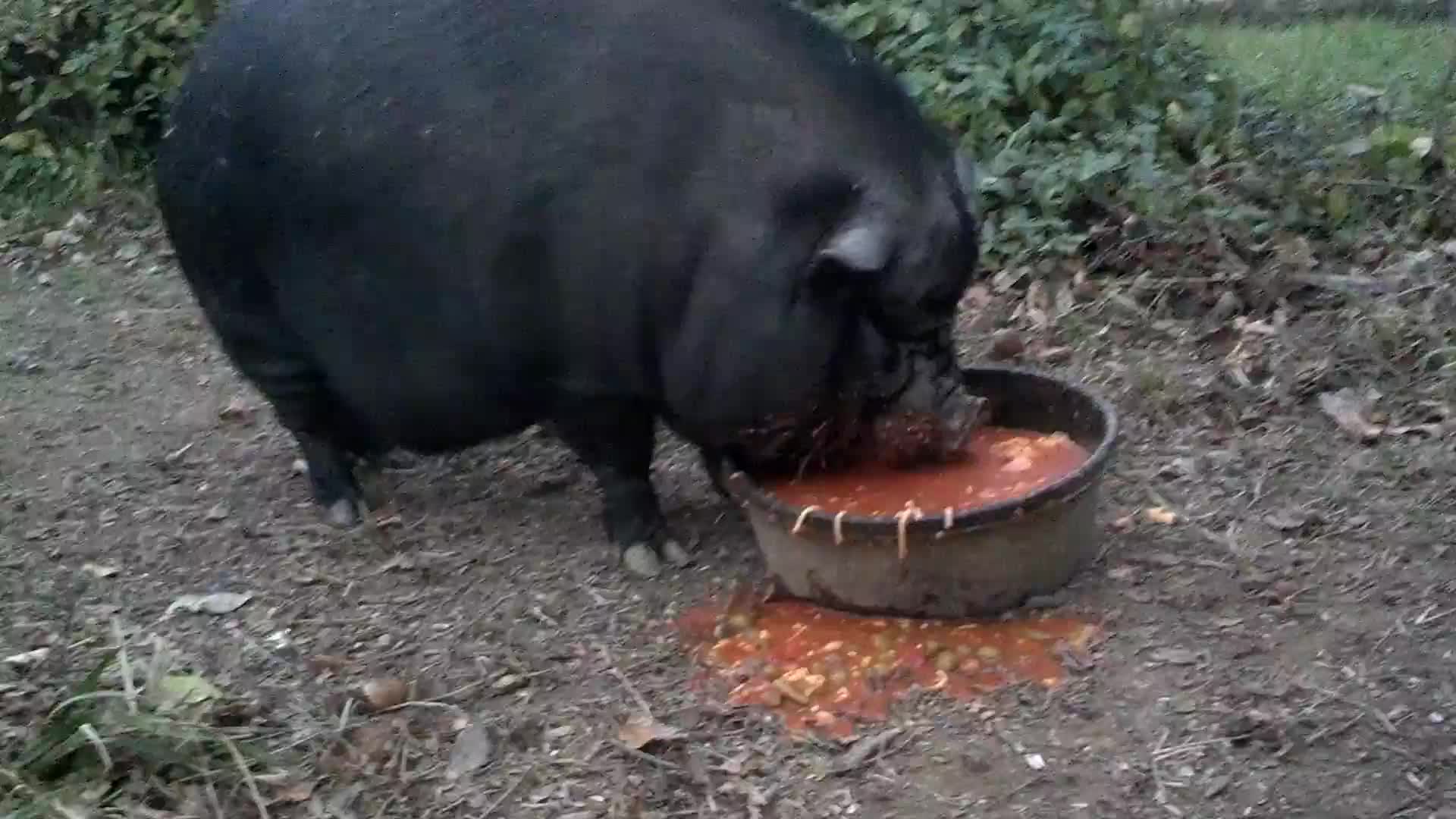 猪吃食的声音图片