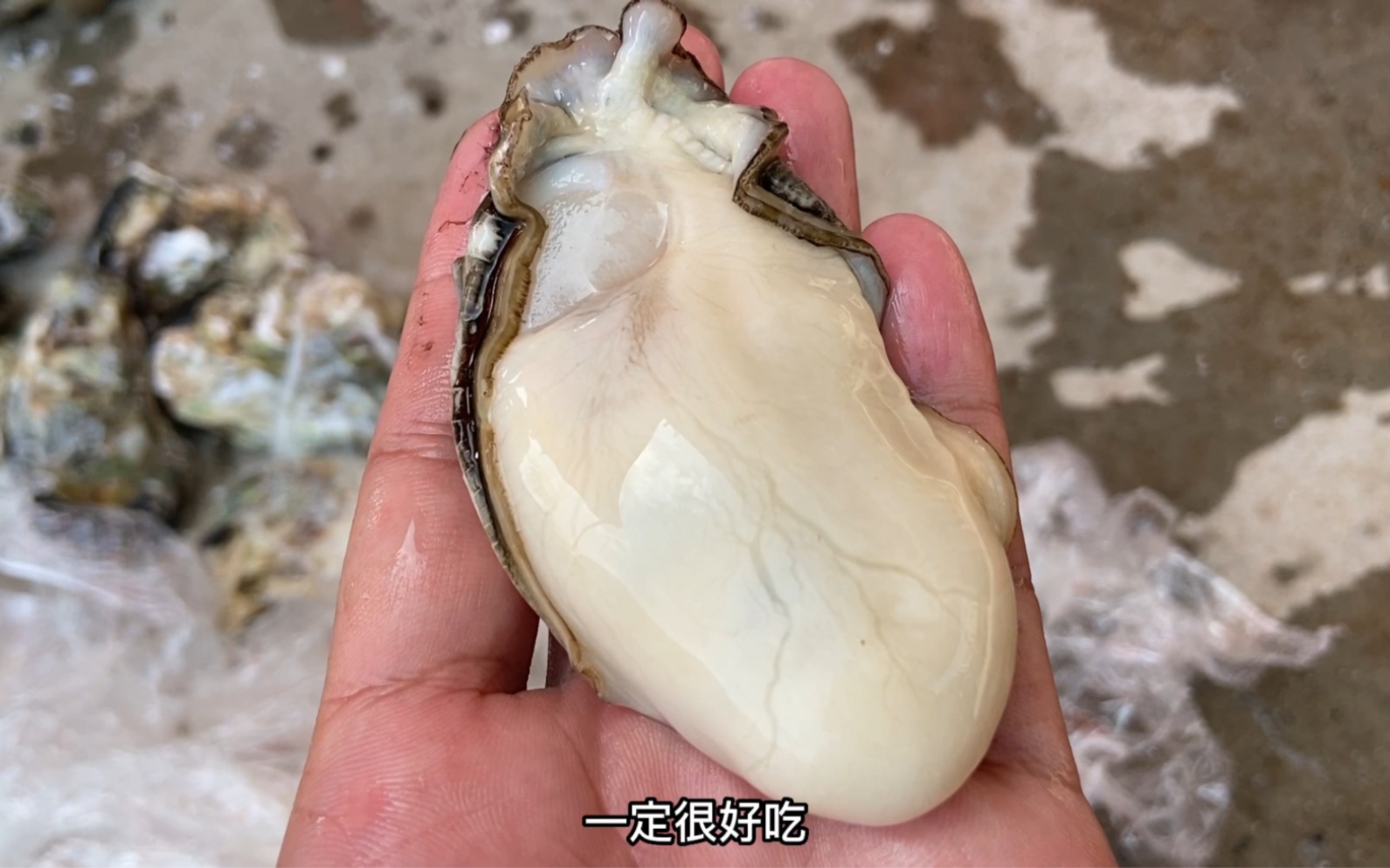 好吃的生蚝是用舌头舔出来的?哔哩哔哩bilibili