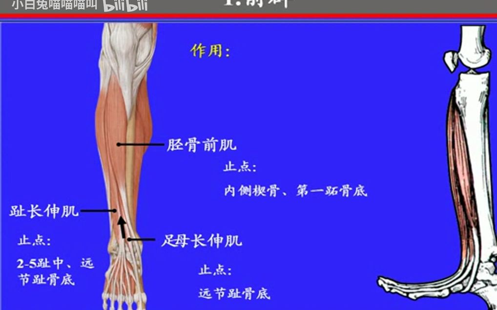 34.小腿肌——系统解剖学、局部解剖学——这一套就够了哔哩哔哩bilibili