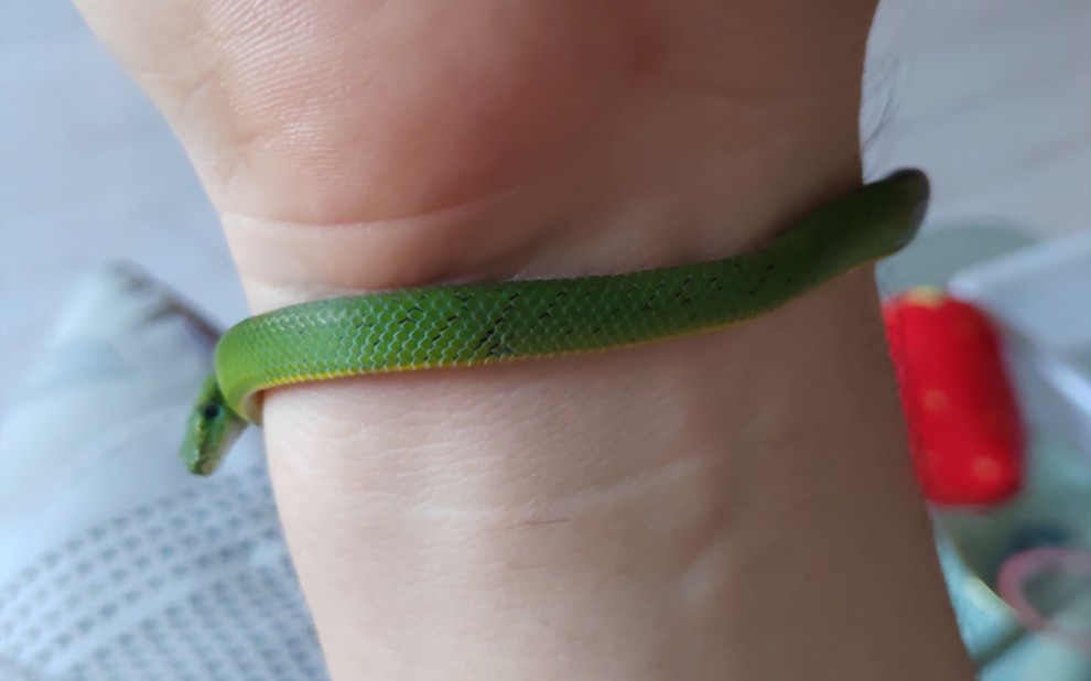 【绿锦蛇】可爱小绿蛇上手5p