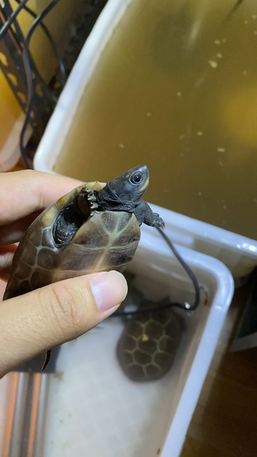 中华草龟之美变异之美