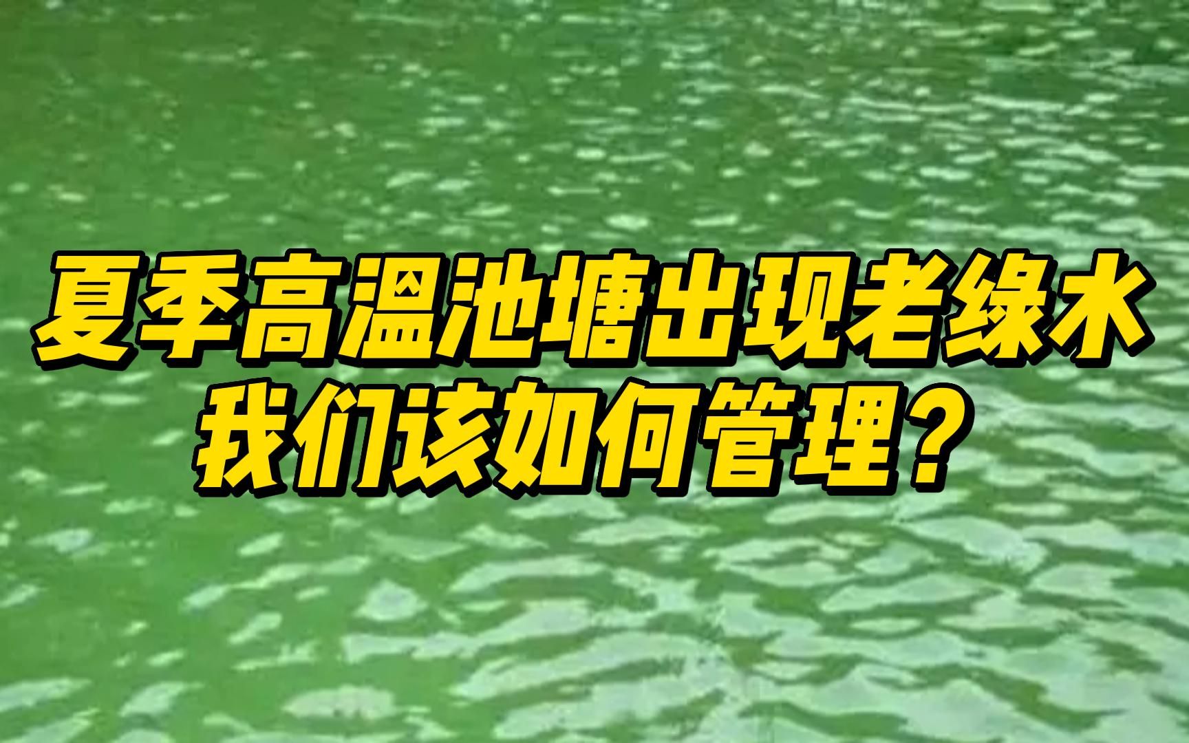 [图]夏季高温池塘出现老绿水，我们该如何管理？