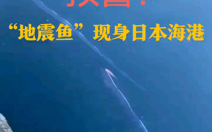 地震魚現身日本海面,究竟有何徵兆