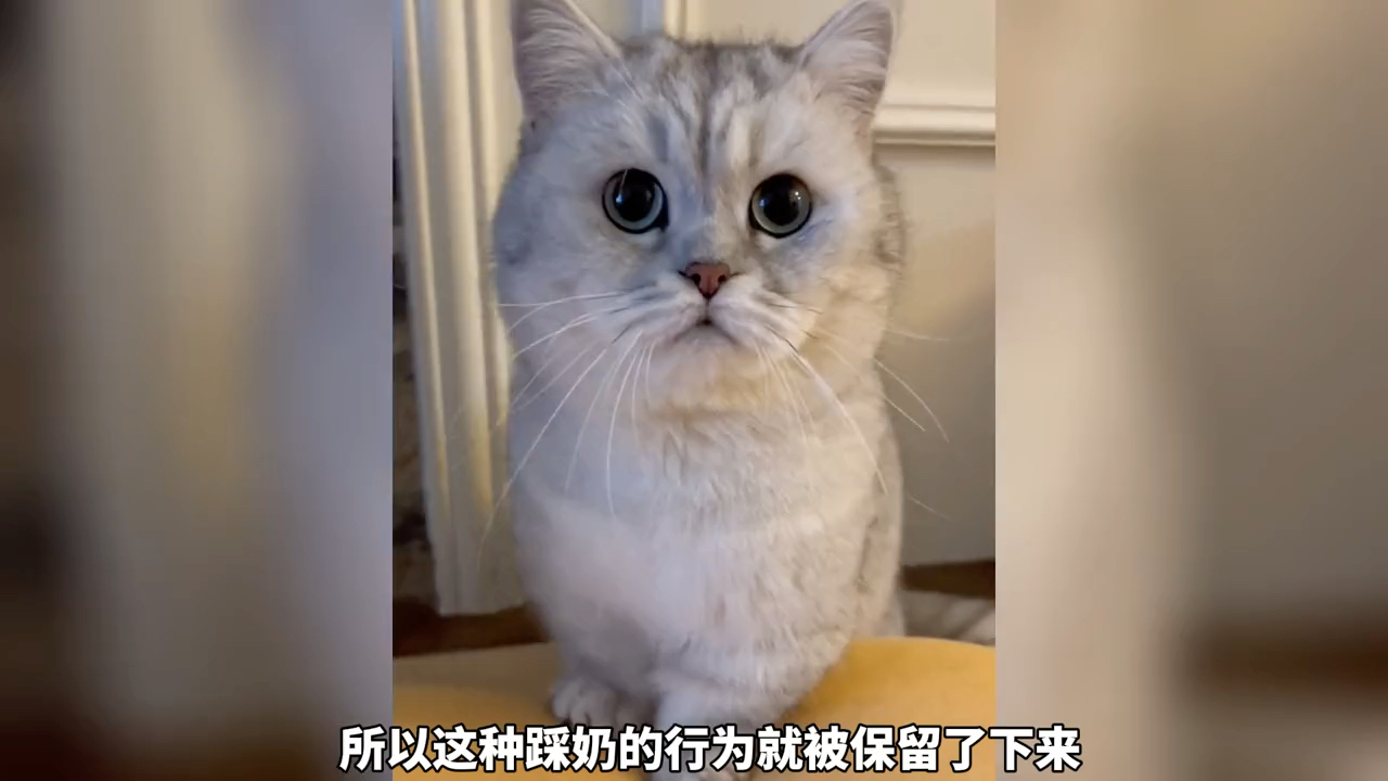 你知道猫咪为什么会踩奶吗?哔哩哔哩bilibili