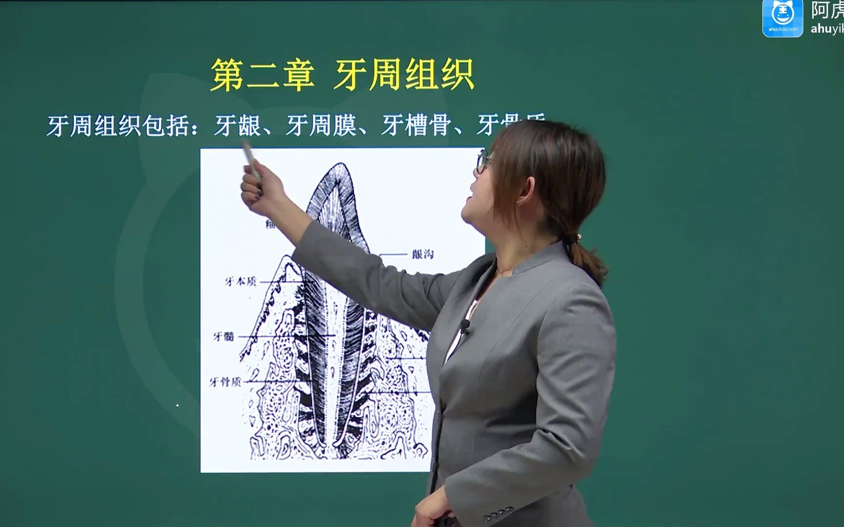 2023年口腔颌面外科学(355)主治医师考试视频 牙周组织01哔哩哔哩bilibili