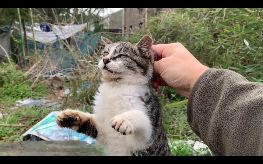 拎起小奶猫,一口吃掉!