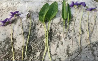 紫花地丁 搜索结果 哔哩哔哩 Bilibili