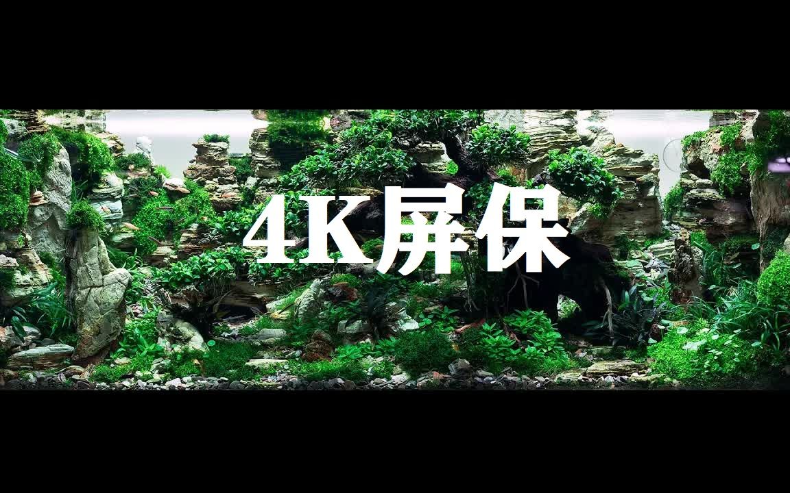 4K屏保水族景观3「白噪音」「放松」「睡眠」「学习」哔哩哔哩bilibili