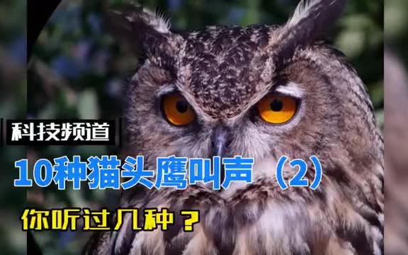 10种猫头鹰叫声(2)哔哩哔哩bilibili