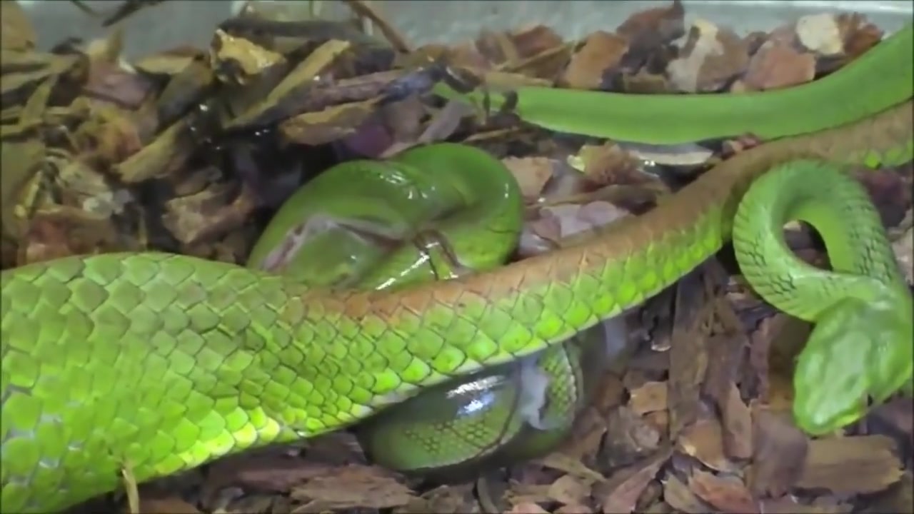 青蛇产了一窝小青