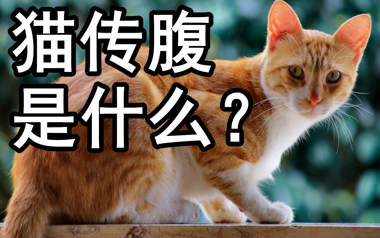 【硬核科普】冠状病毒,猫传腹是什么?哔哩哔哩bilibili