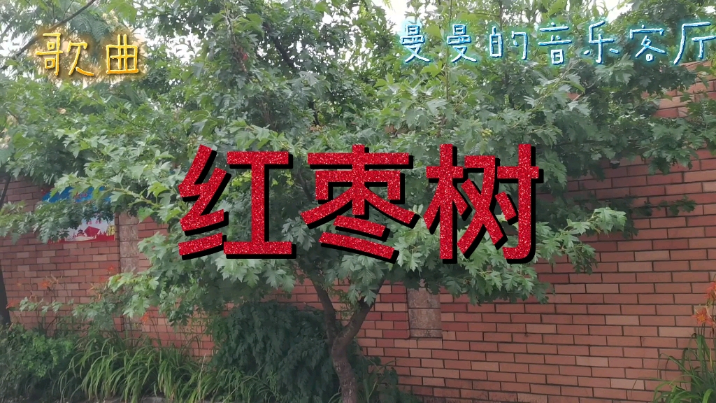 歌曲红枣树背景照片图片