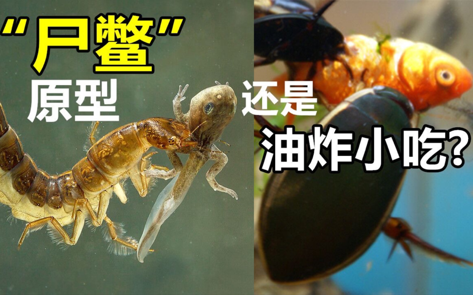 【鞘翅目系列3】龙虱:尸鳖原型!吃鱼的水生怪虫没有天敌,却逃不过人类之口哔哩哔哩bilibili