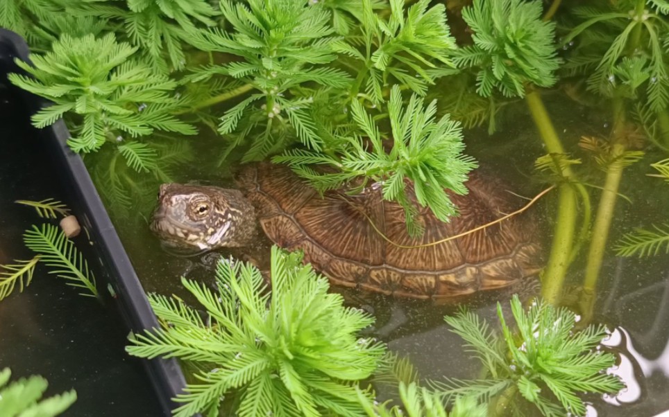 觅食的欧泽和遭殃的狐尾草(慎入!内有贴脸对视!