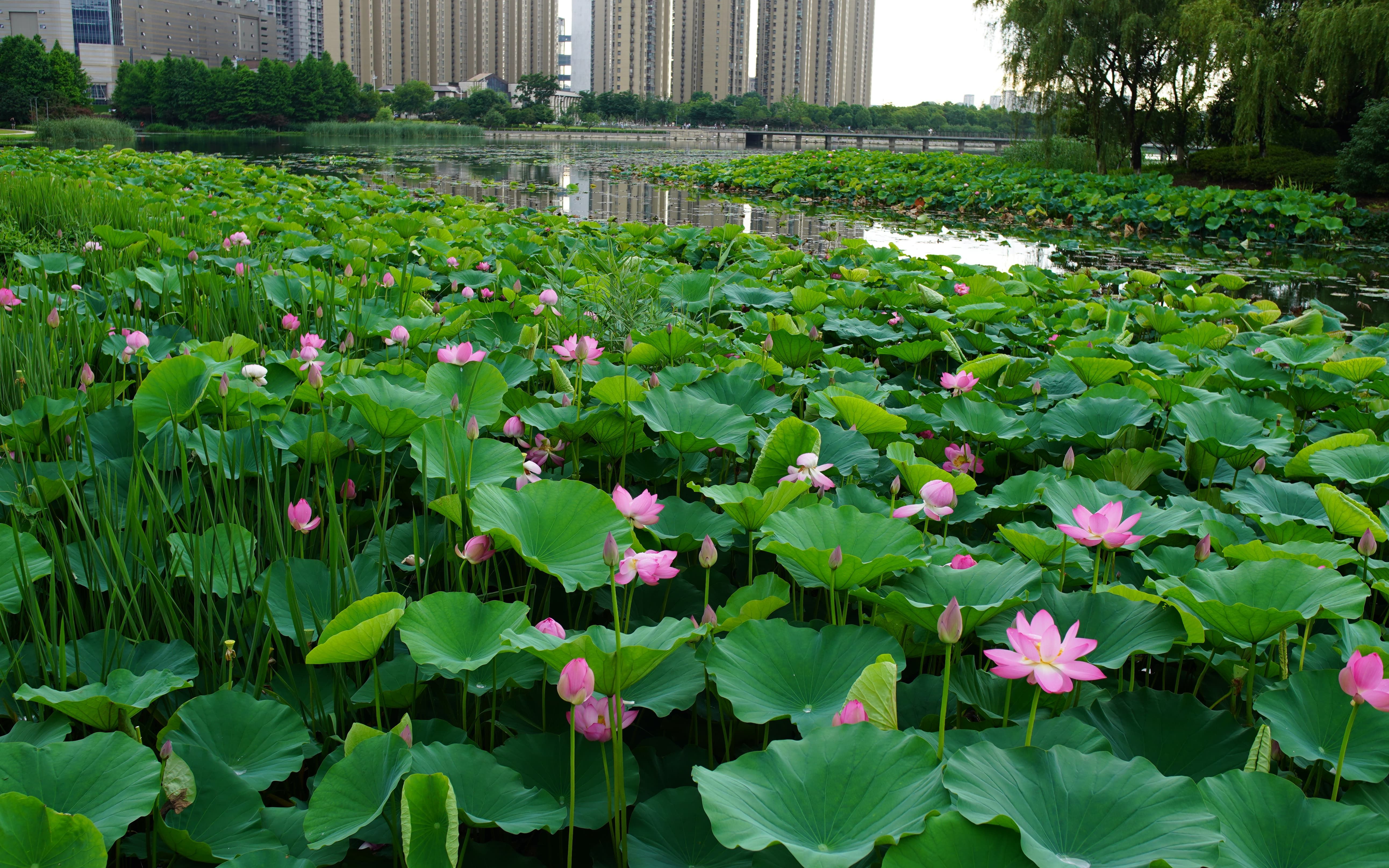 苏州科技城诺贝尔湖荷花