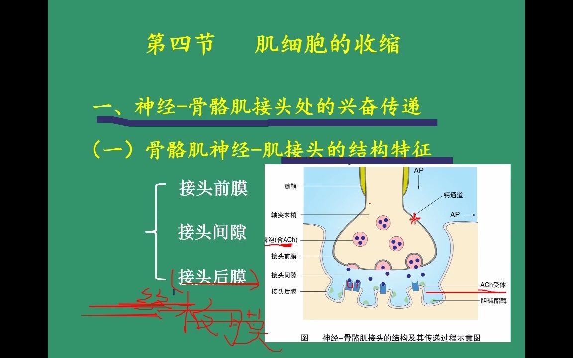 生理学 肌细胞收缩哔哩哔哩bilibili