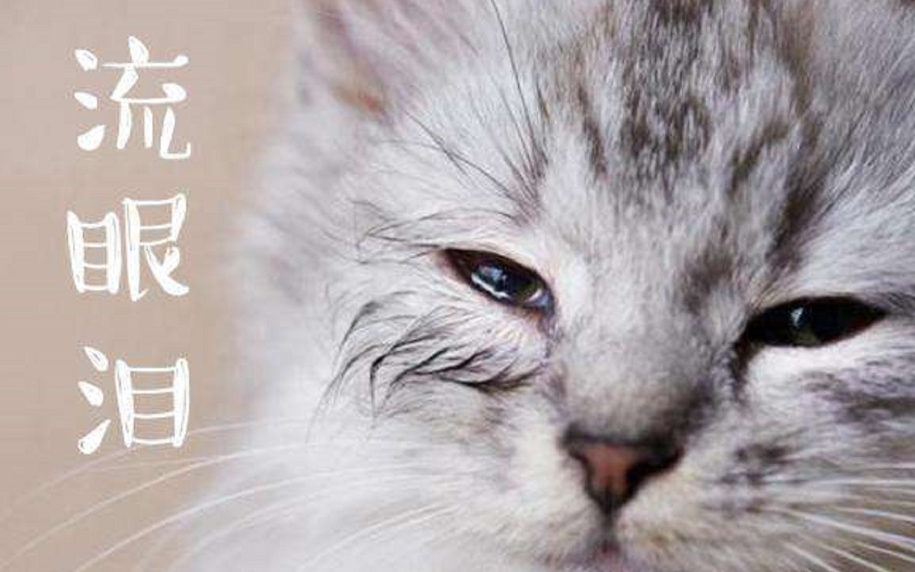 猫狗会为你流泪?少自作多情,看看专业宠物医生回答_哔哩哔哩_bilibili