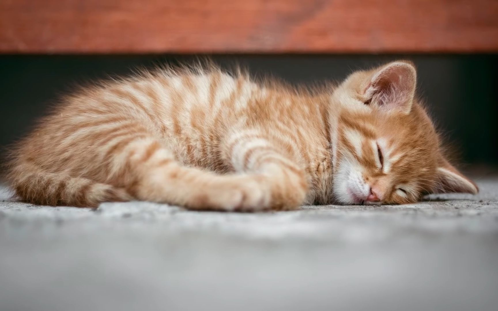 "我也想睡个好觉,可爱的小动物与深度舒缓的钢琴混音,可放松,睡眠和