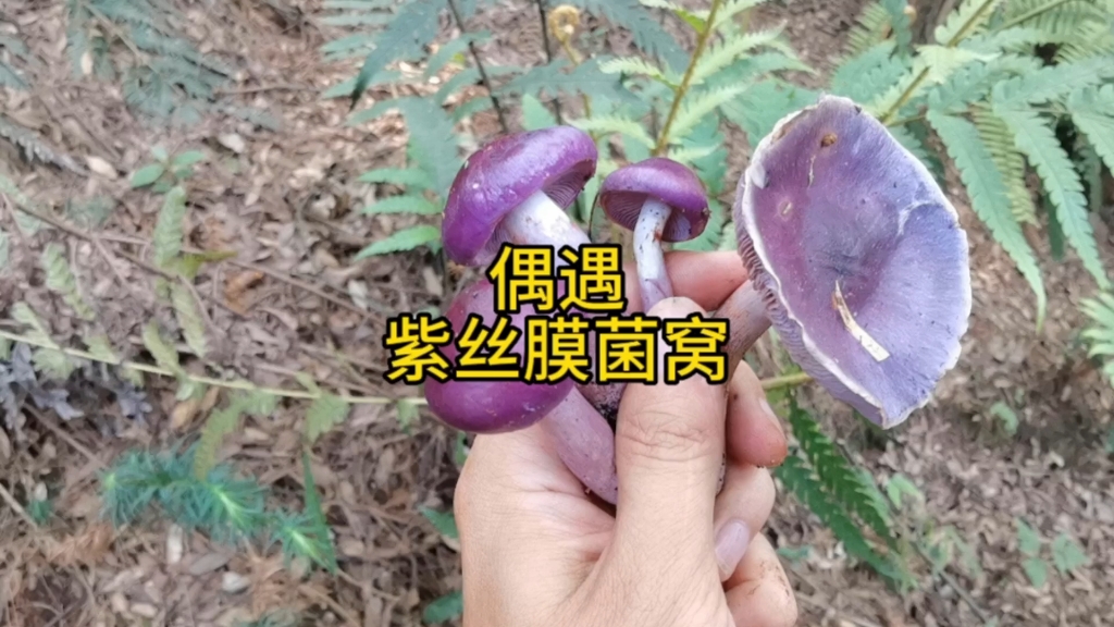 偶遇超多紫丝膜菌,好快乐高颜值蘑菇哔哩哔哩bilibili