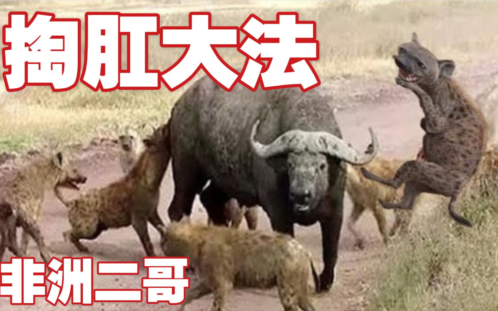 非洲二哥鬣狗:掏肛是我的看家本领,不服来战