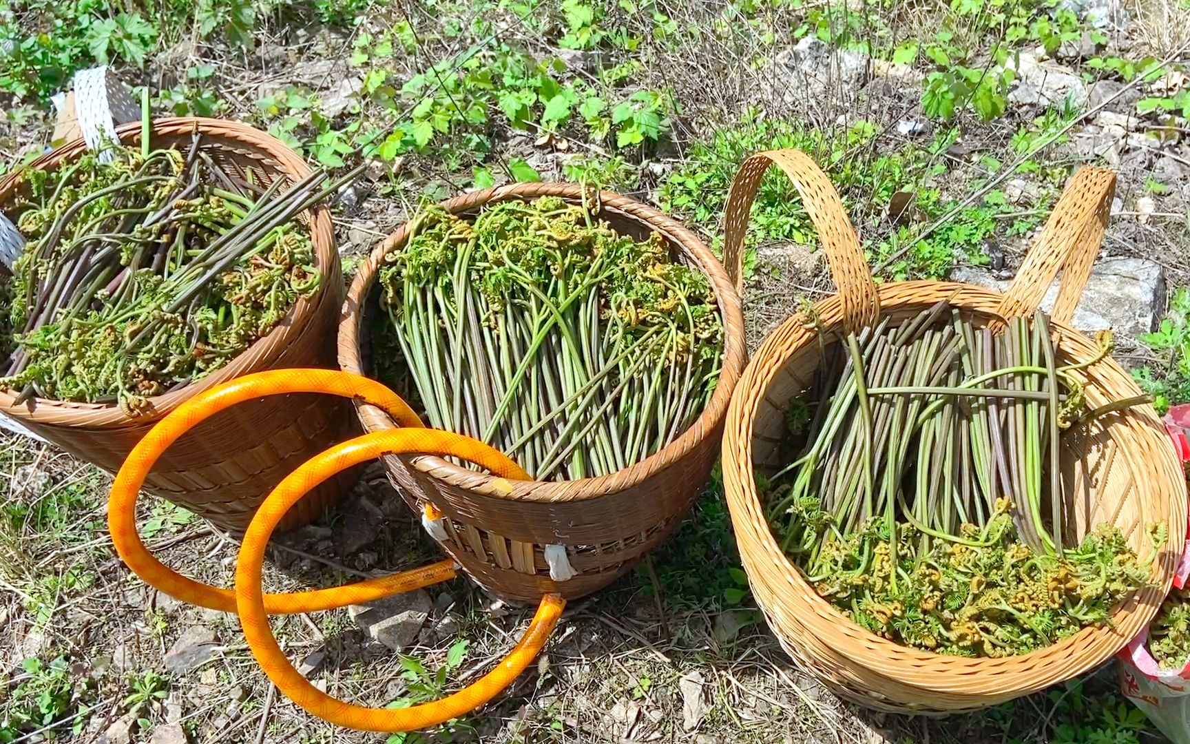 又到疯狂采摘蕨菜的季节了,这收获让人笑呵呵_哔哩哔哩_bilibili