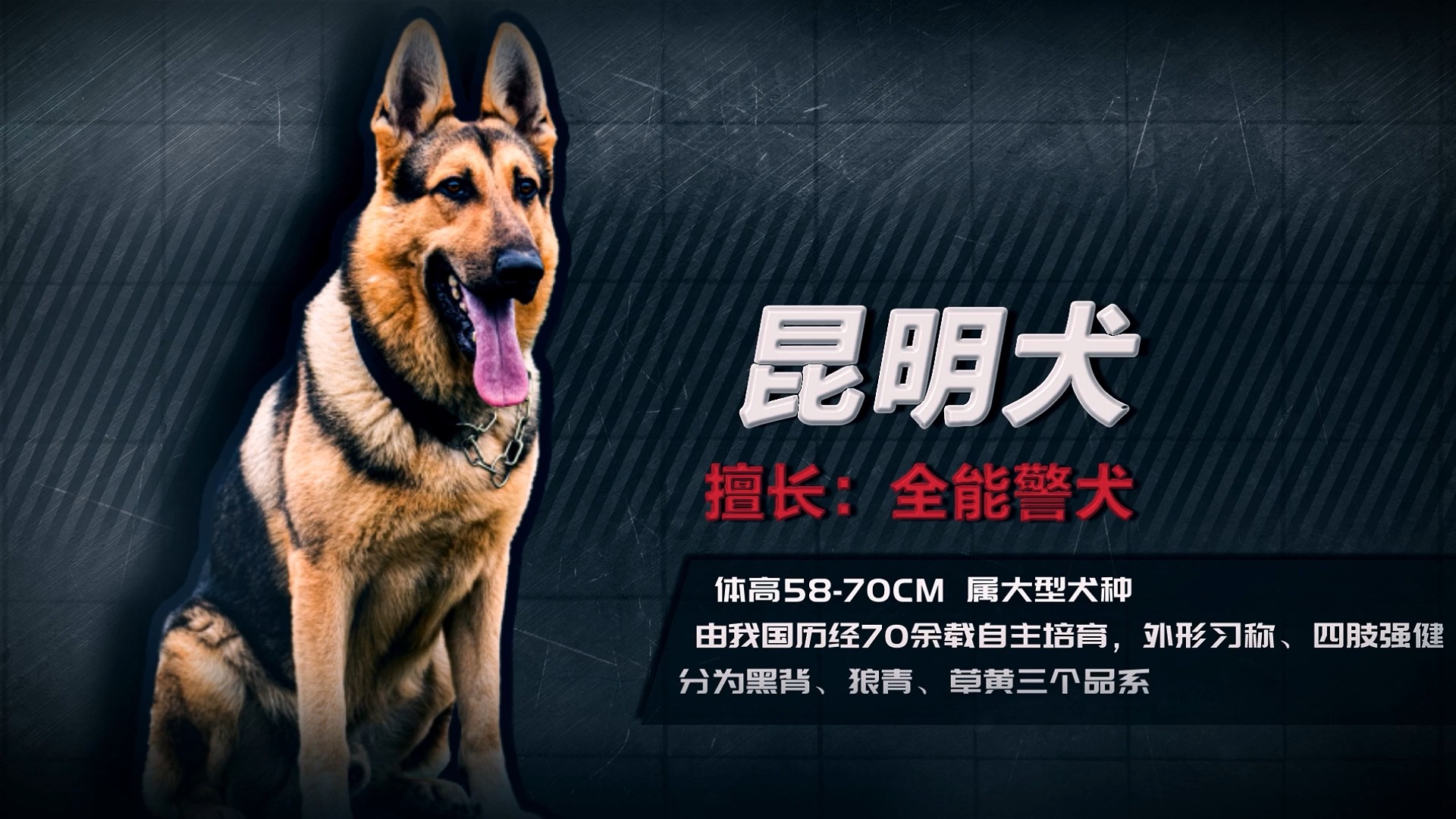 中国警犬大揭秘——王牌昆明犬哔哩哔哩bilibili