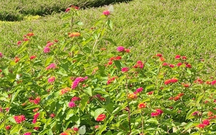 [图]晴朗的天气，马路边上看小蜜蜂和小蝴蝶