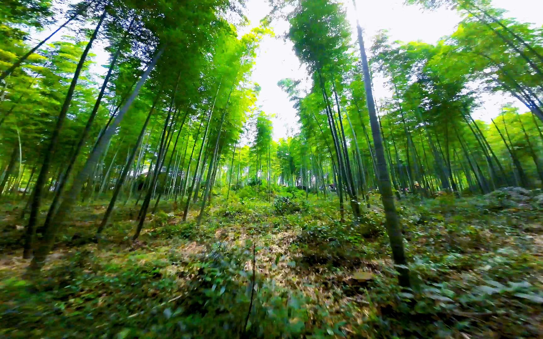 [图]当微风吹过，竹叶沙沙作响。清澈见底的小溪缓缓流淌，仿佛在讲述着它与山林的故事。