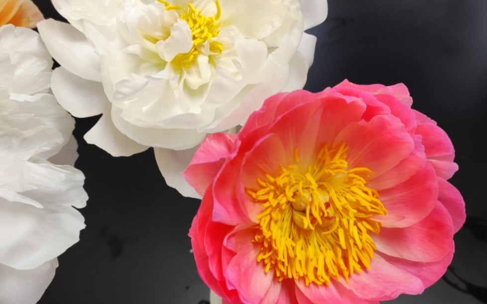 珊瑚日落芍药·变色过程·炽烈之红璀璨之金