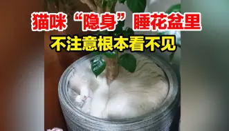 下载视频: 主人找半天发现猫咪竟睡在花盆里，直接“隐身” 不注意根本看不见