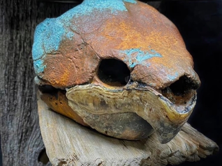 大鳄龟头骨背甲标本