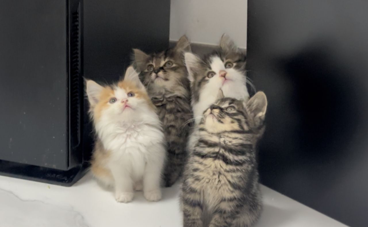 来,给你们看看中华田园猫的,盛世美颜!