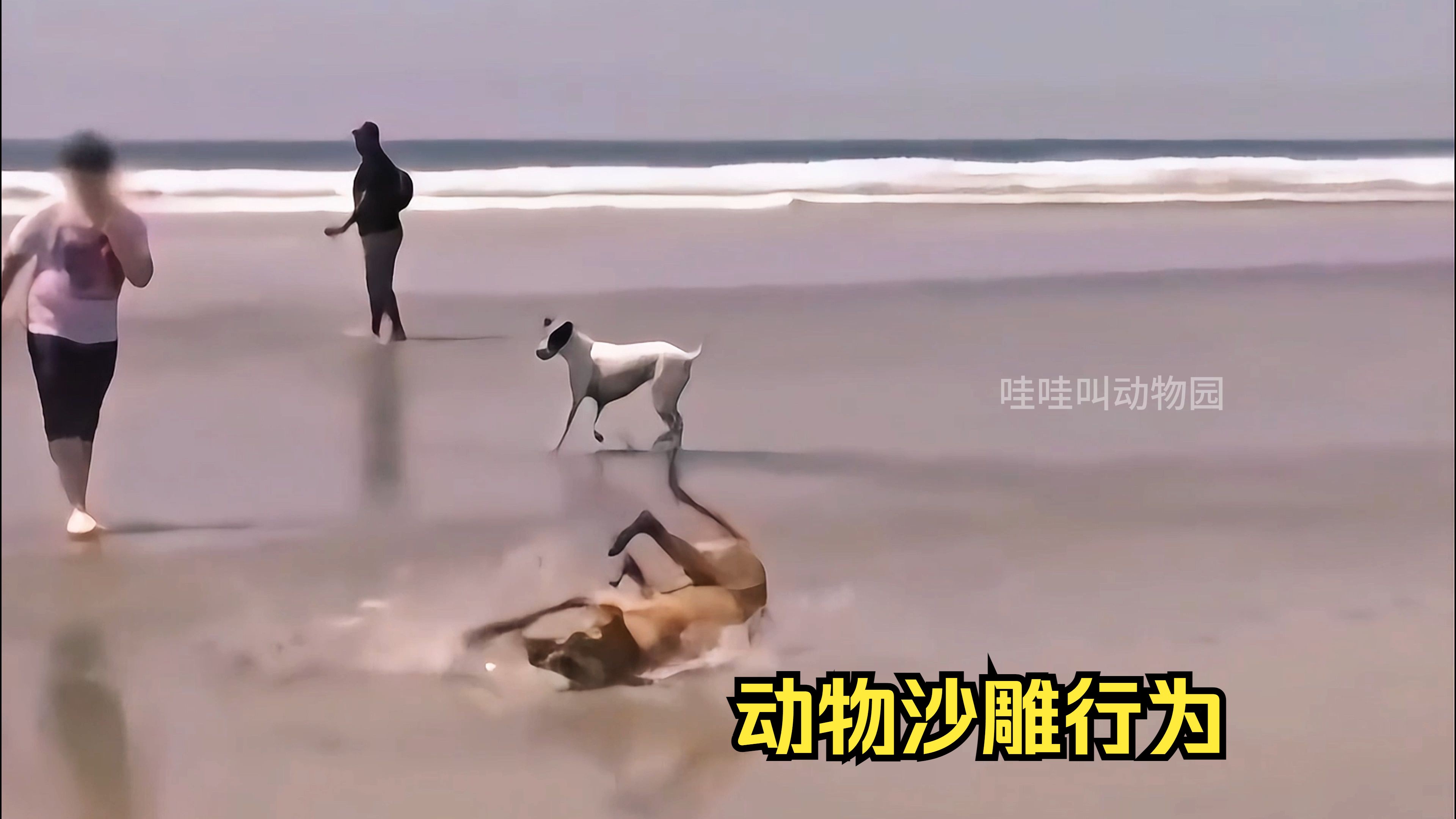 动物沙雕行为