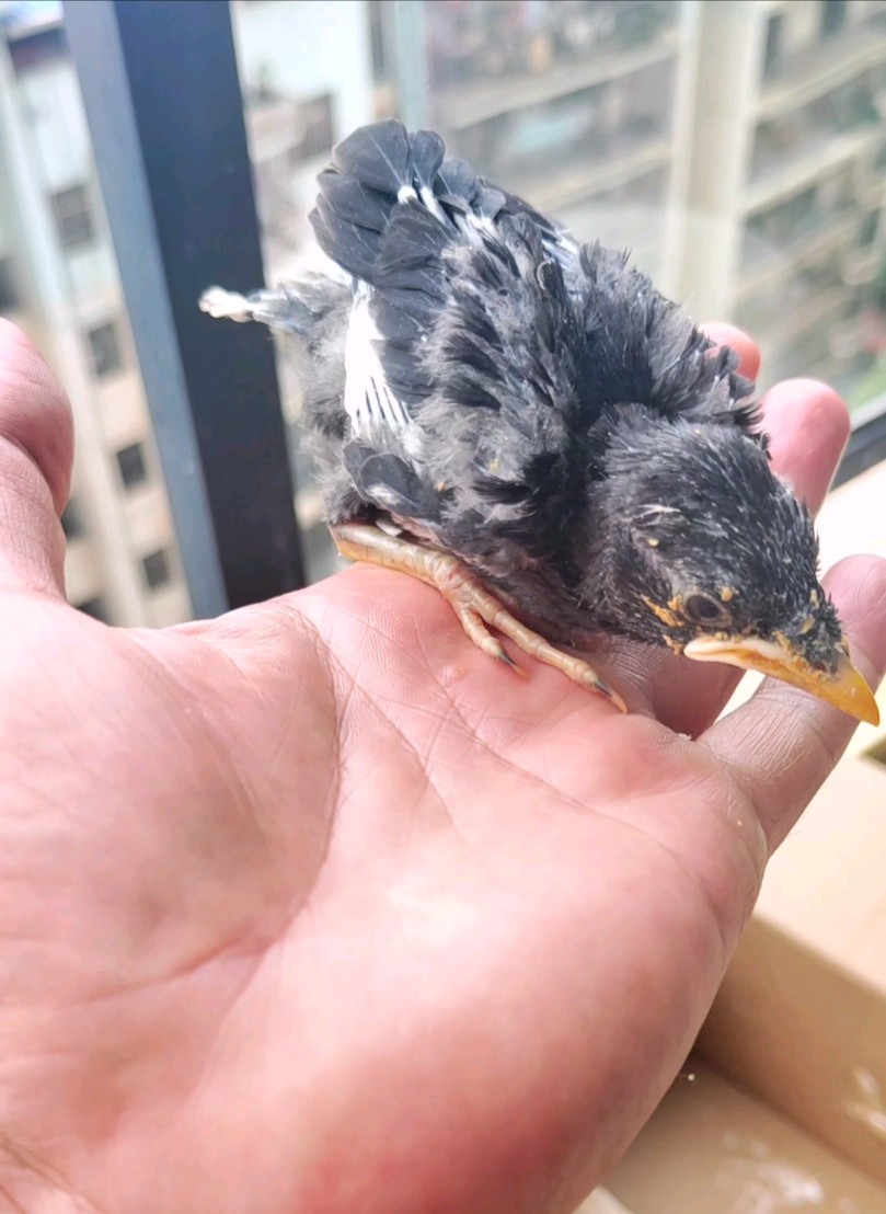 白爷养鸟日记6上手#八哥鸟 #鹩哥八哥 #手养鸟日常