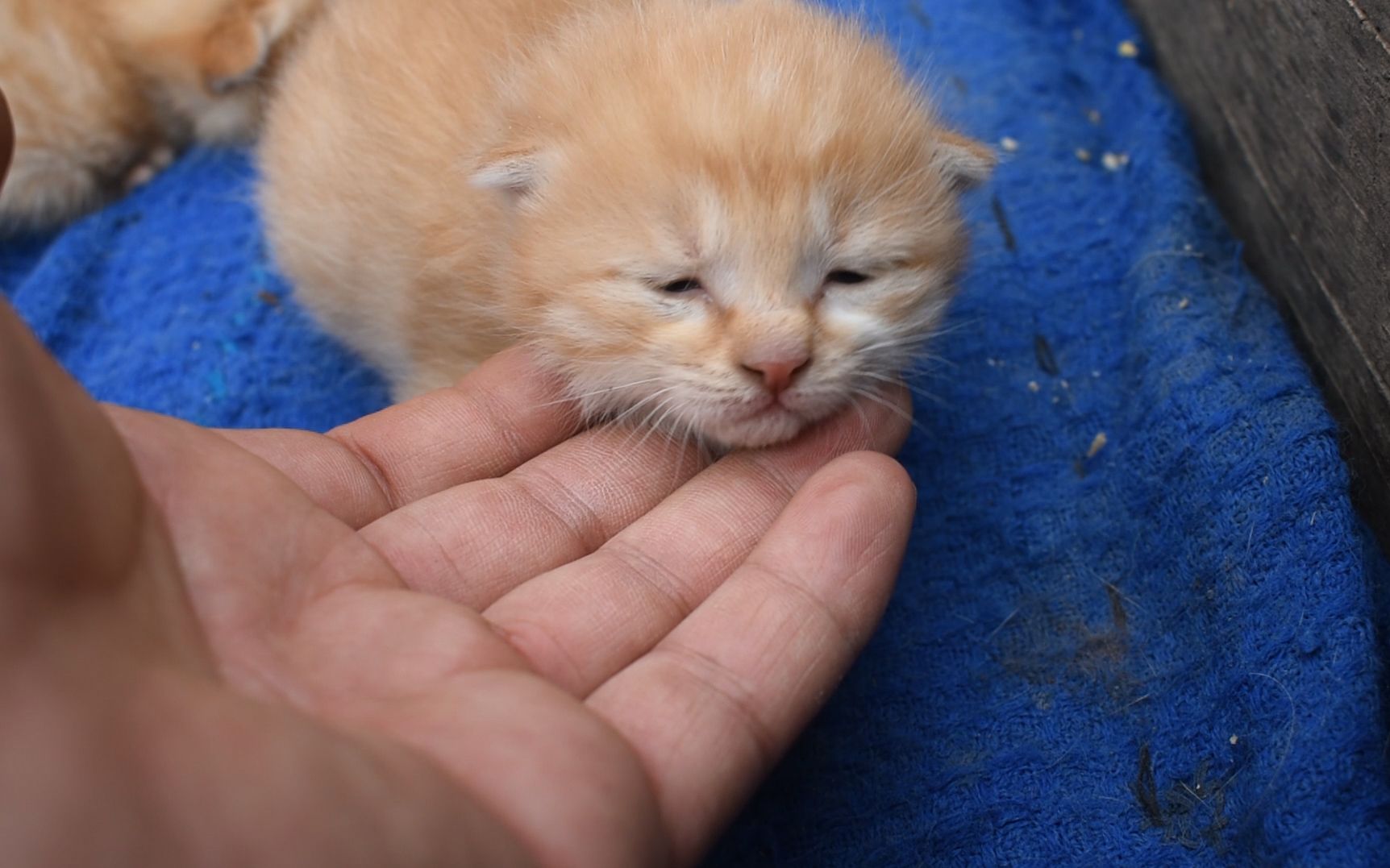 活动  家里橘猫生的宝宝,一个比一个萌,好困啊